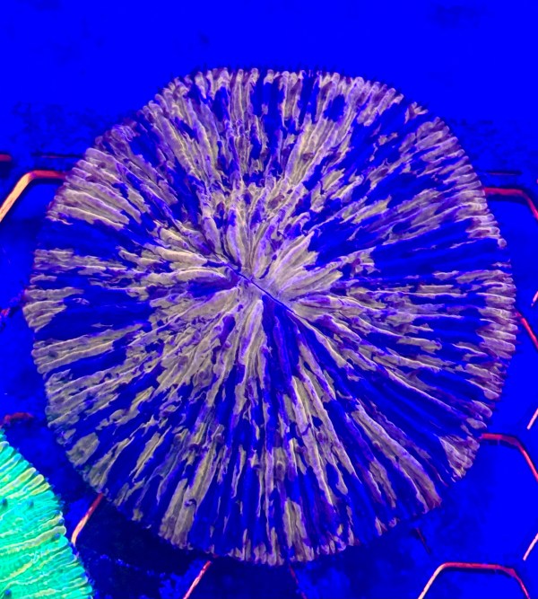 Tiger King Plate Coral