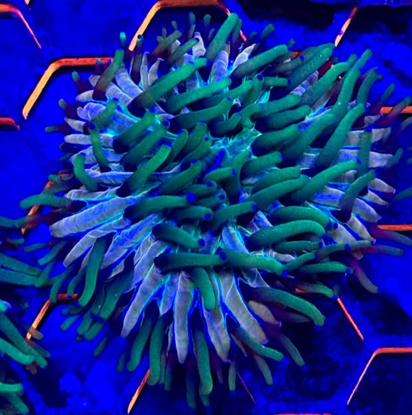 Rainbow Long Tentacle Plate Coral