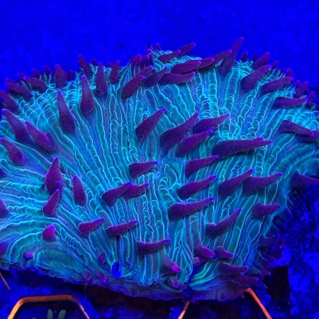 Flame Tip Diaseris Plate Coral 3"