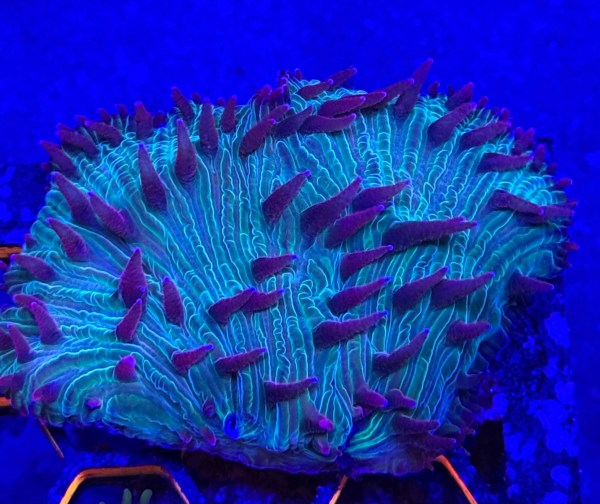 Flame Tip Diaseris Plate Coral 3"