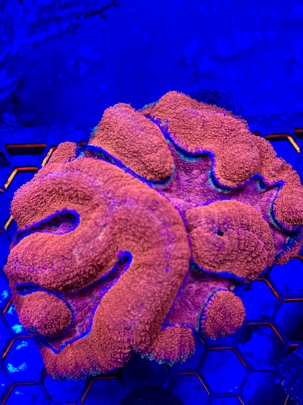 Symphyllia XL Red
