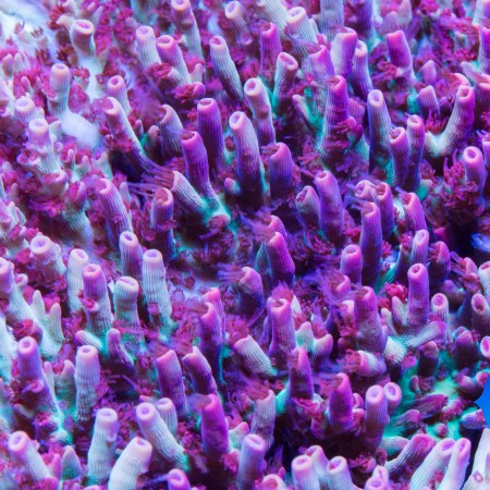 Strawberry Shortcake Acropora Aussie Aquaculture since 2023