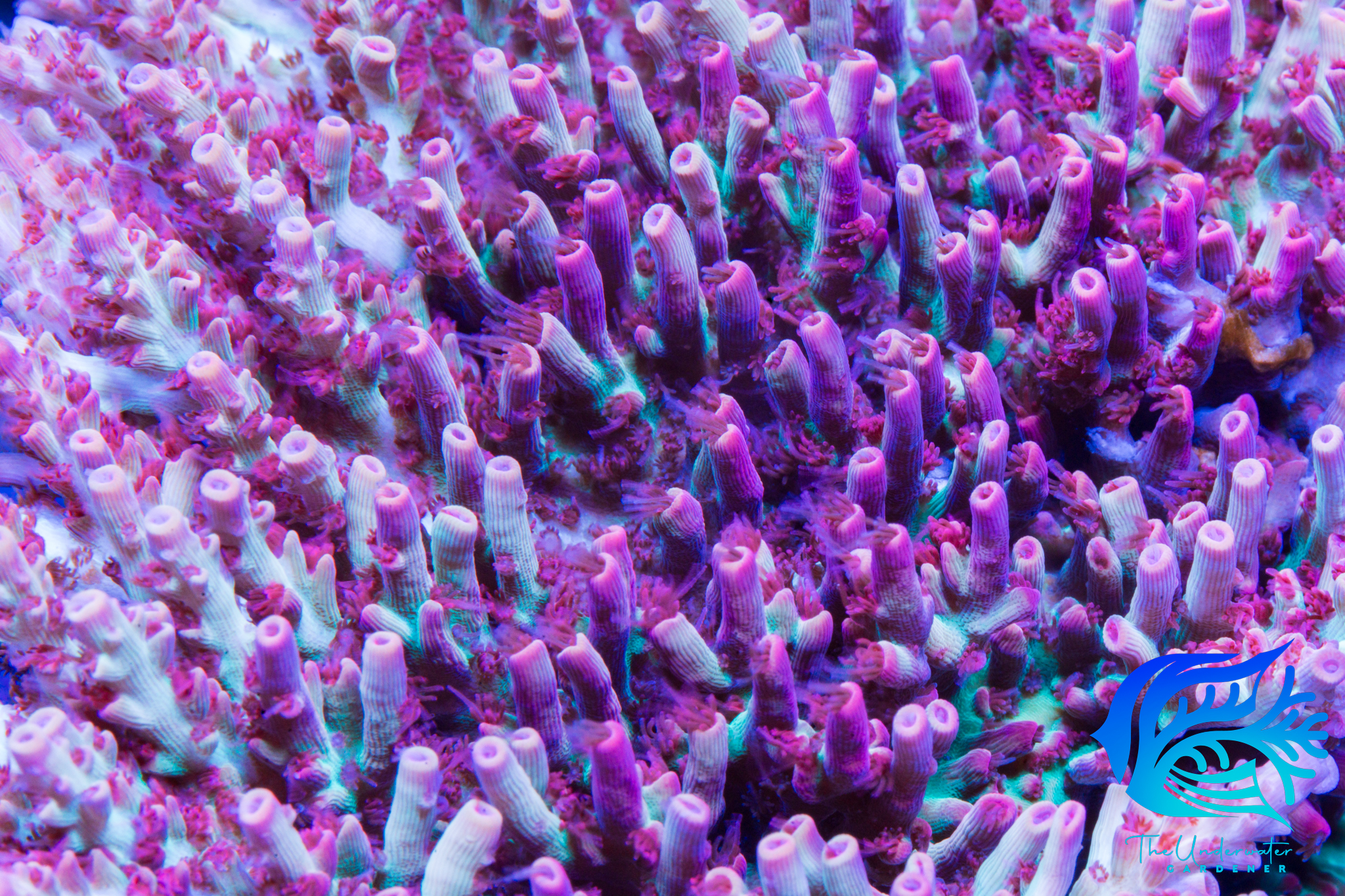 Strawberry Shortcake Acropora Aussie Aquaculture since 2023