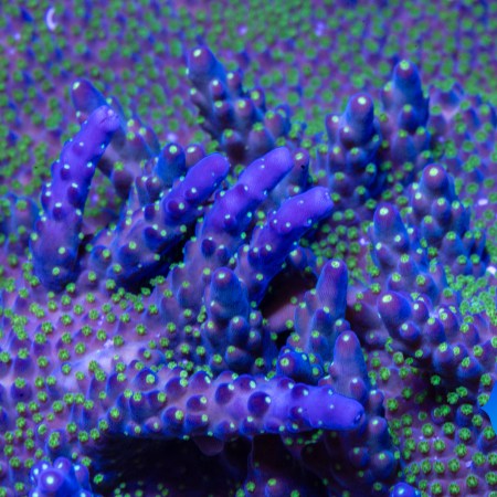 Garf Bonsai Acropora