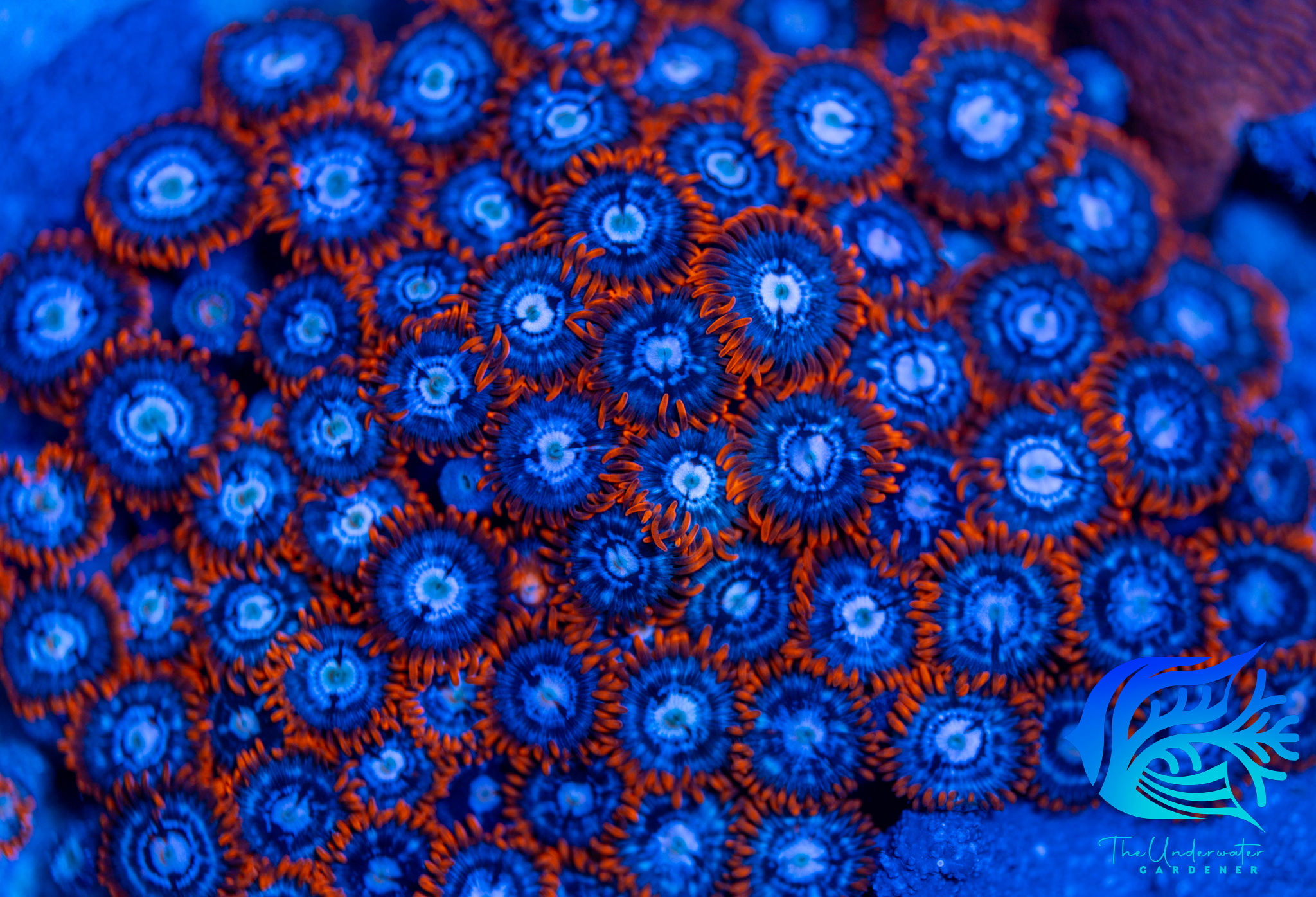 Fire and Ice Zoanthid