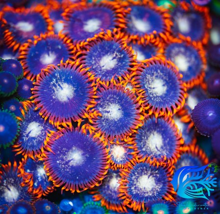 ZOA 　　　　　　　　　　　　　　　　　Z.O.A ZOI Zoa – The Underwater Gardener