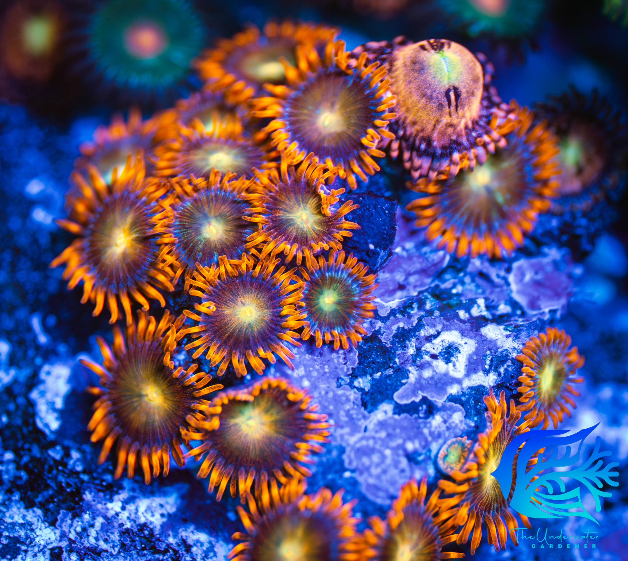 ACI The Lorax Zoanthid Aqua-Cultured Brightest Zoa in the whole shop!!