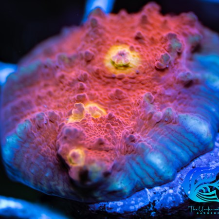Iron Man Chalice Coral Aquacultured