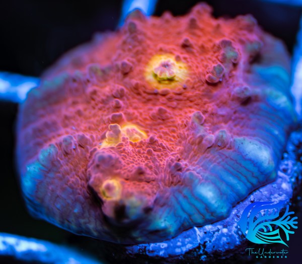 Iron Man Chalice Coral Aquacultured