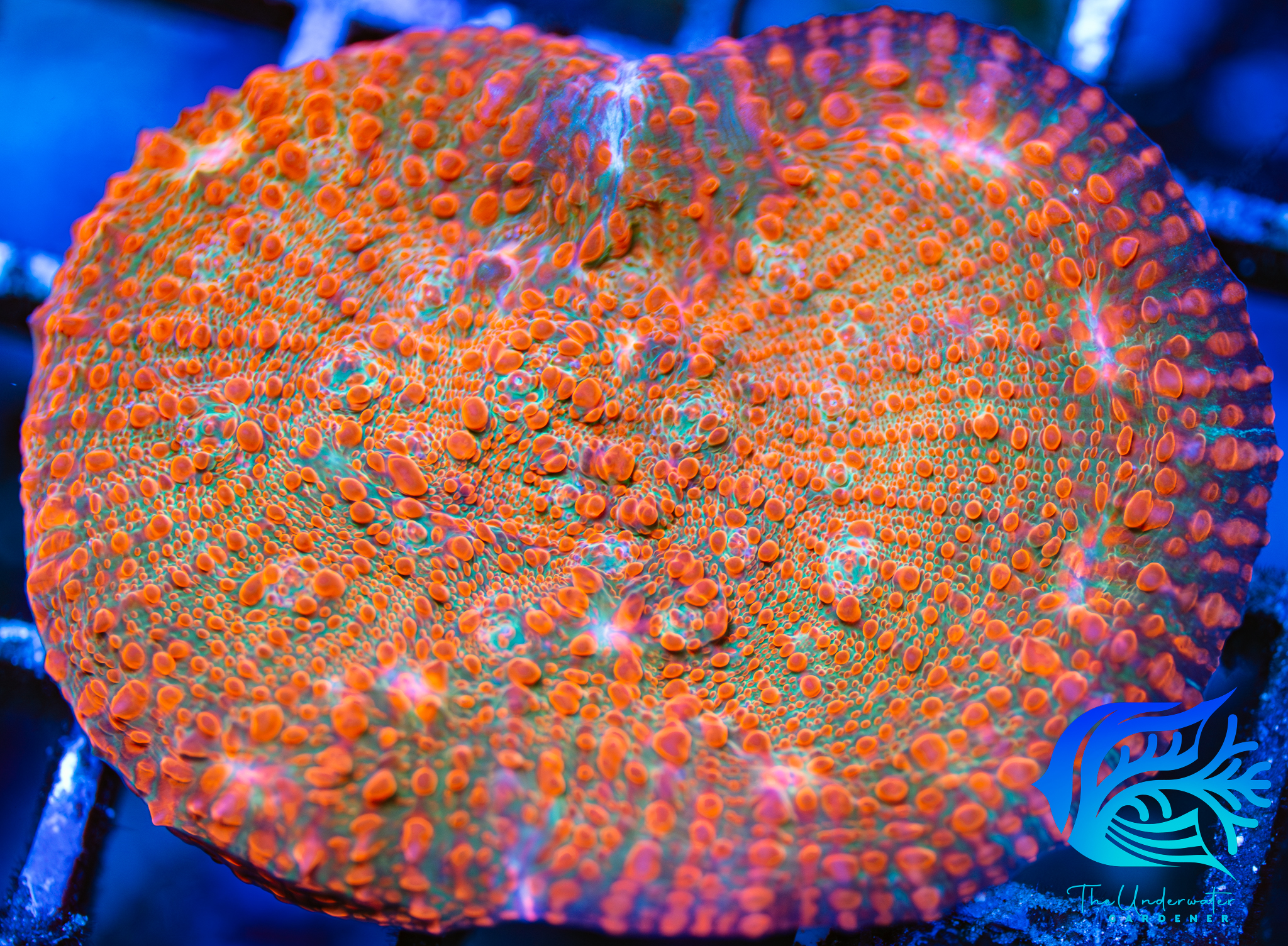 Miami Funk Chalice Coral