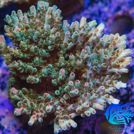 ACI Gold Rush Acropora Hyacinthus