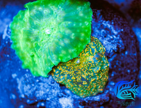 WYSIWYG Discosoma Mushrooms 2 for 1