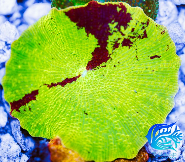 WYSIWYG Jaw Breaker Mushroom Coral