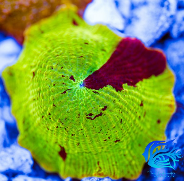 WYSIWYG Jaw Breaker Mushroom