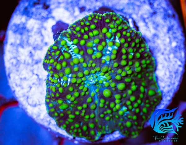 Forbidden Treasure Discosoma Mushroom WYSIWYG