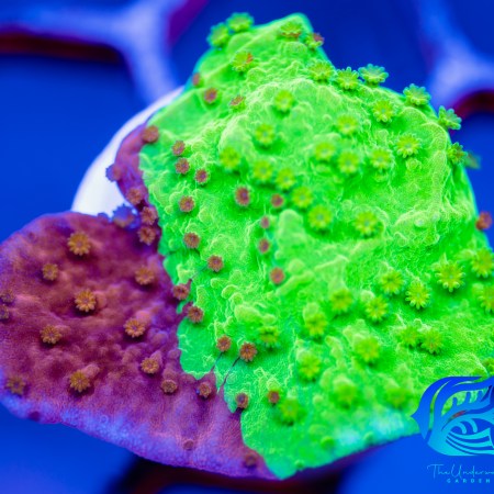 TUG Aqua Cultured Nuclear Fusion Grafted Montipora (3/4" - 1")