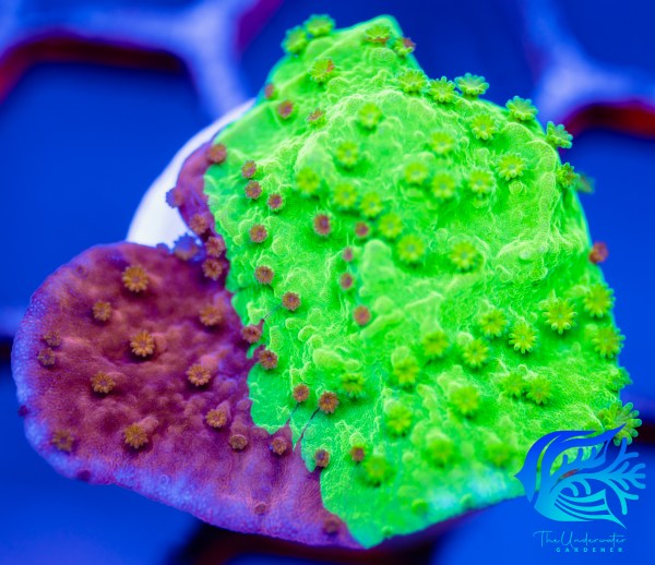 TUG Aqua Cultured Nuclear Fusion Grafted Montipora (3/4" - 1")