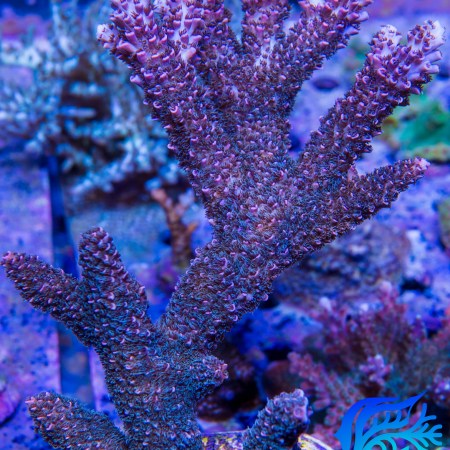 TUG Blue Flame Acropora