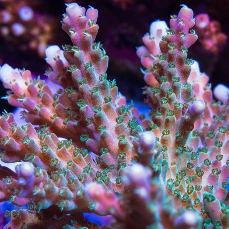 TUG Bubble Bath Unicorn Acropora