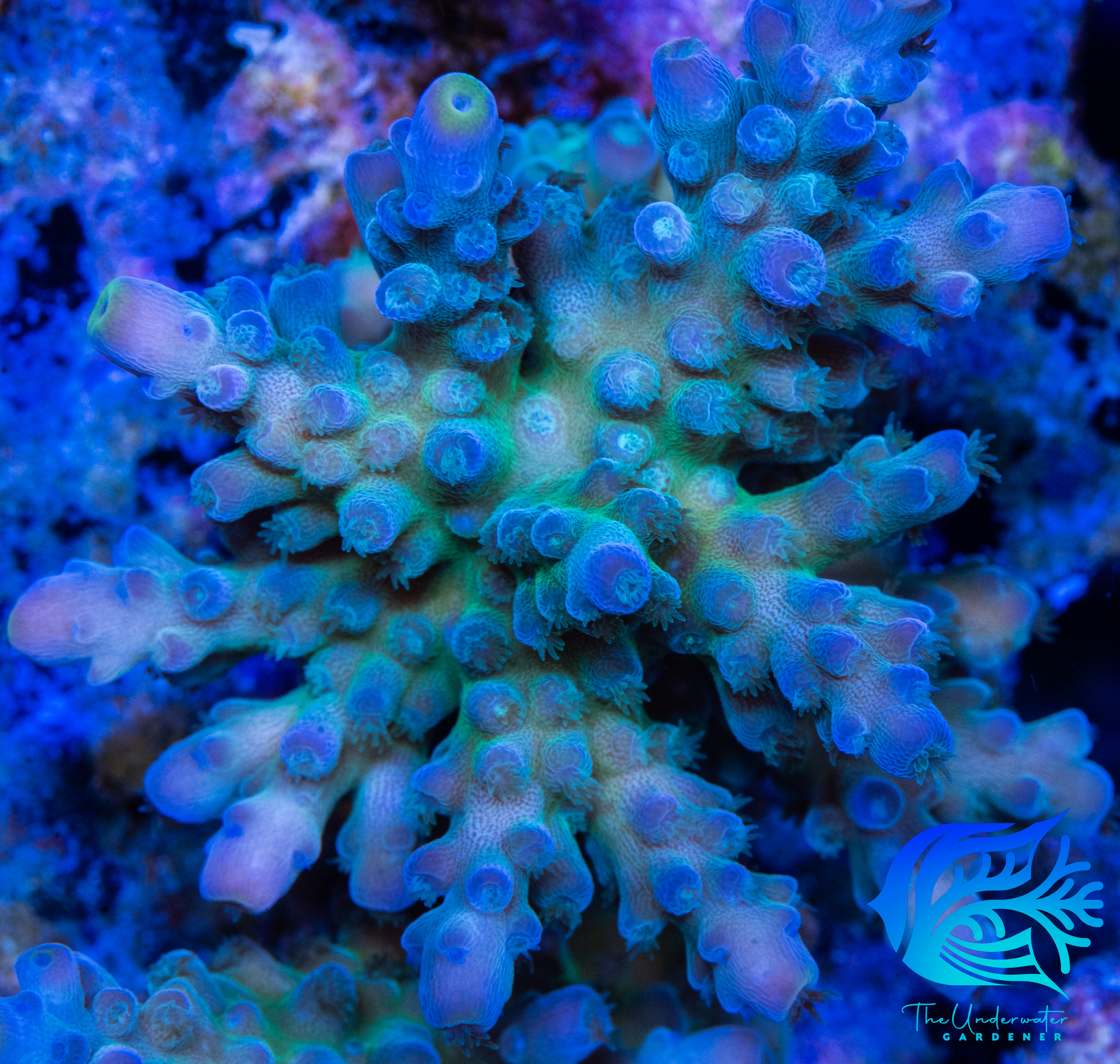 Oregon Tort Acropora - WYSIWYG - Mini Colony