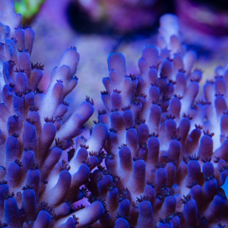 Crimson Acropora WYSIWYG