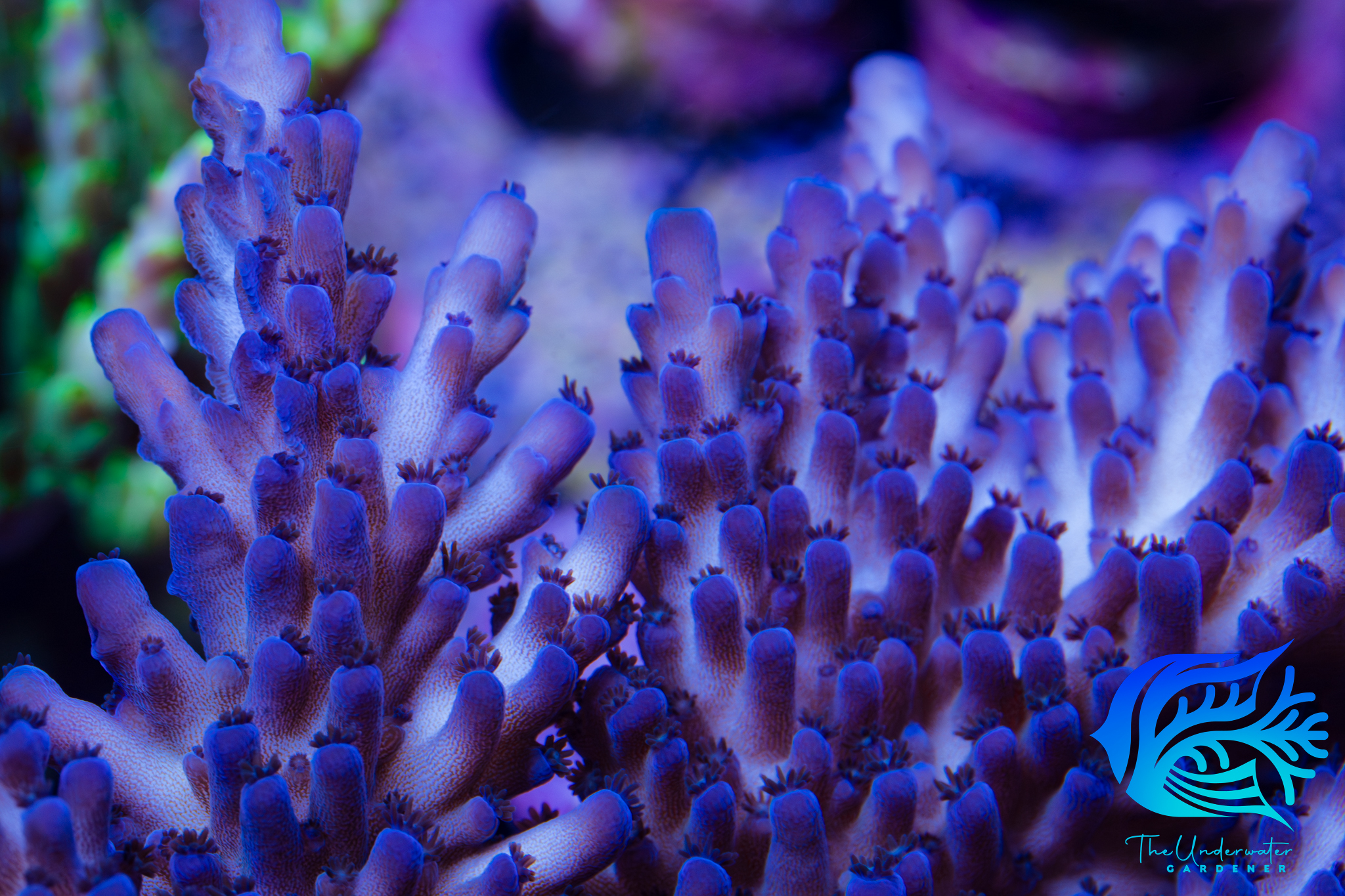ACI Wild Indigo Acropora (Acropora sp.) - Aqua-cultured Frag