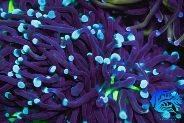 Malaysian Sun God Torch Coral WYSIWYG