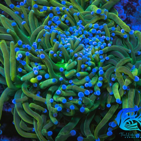 Reverse Grail Torch Coral