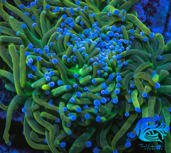 Reverse Grail Torch Coral