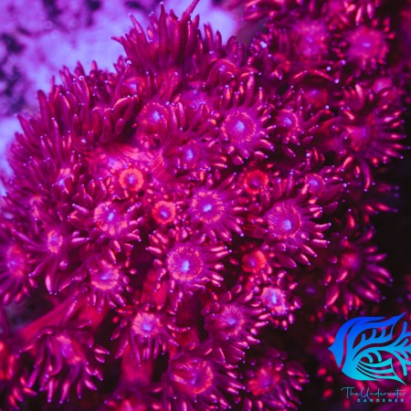 Cherry Red Goniopora WYSIWYG