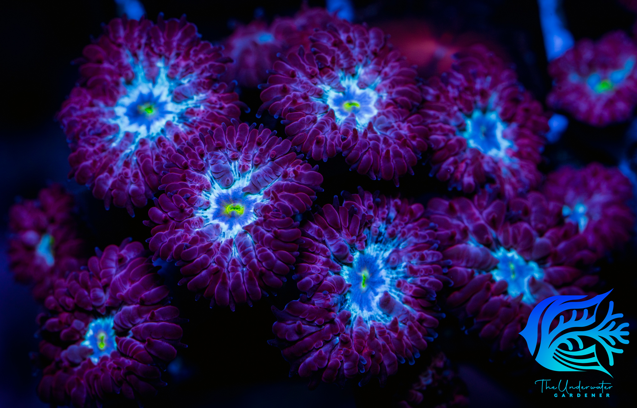 Midnight Ice Blastomussa Merletti