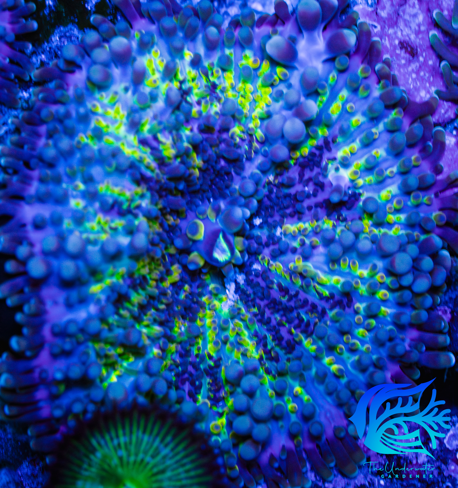WYSIWYG Yuma Mushroom XL 3"