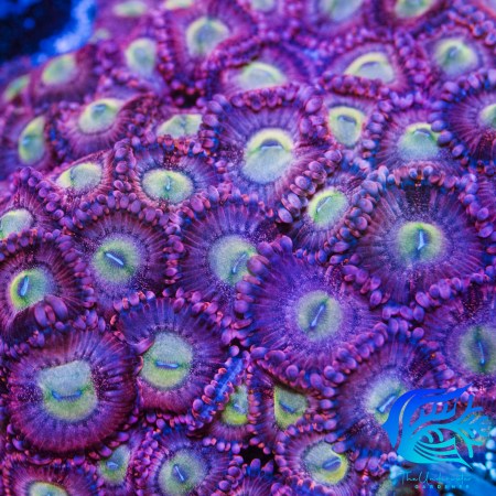 Playboy Bunny Zoanthids (Zoanthus sp.) - Aquacultured Frag