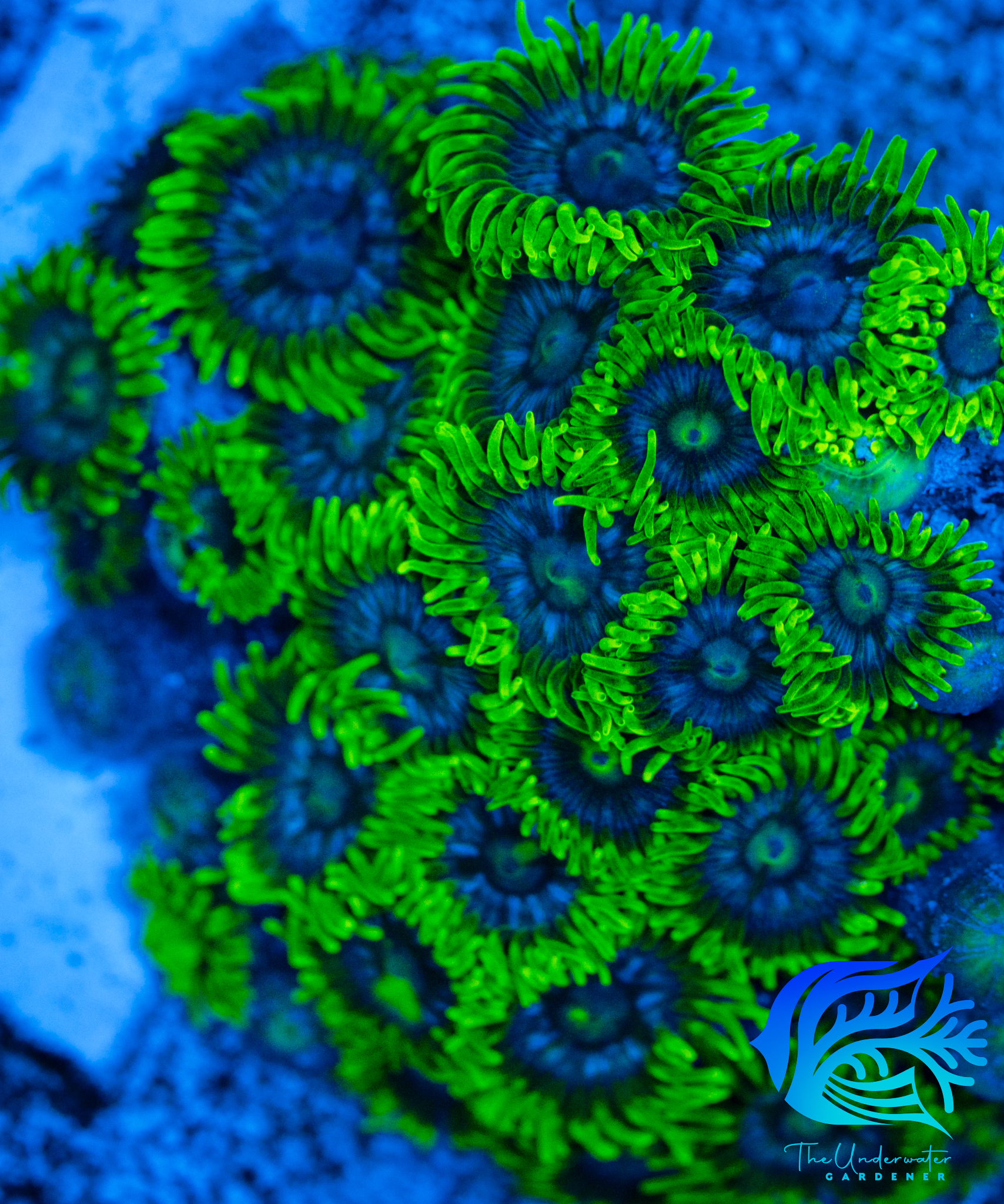 Blue Angel Zoanthids (Zoanthus sp.) - Aquacultured Frag | 5 polyps |