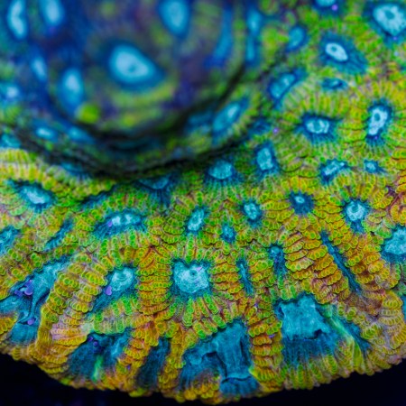 Favia of the Gods (Favia sp.) - Aquacultured Frag | WYSIWYG | Frag 2 Order
