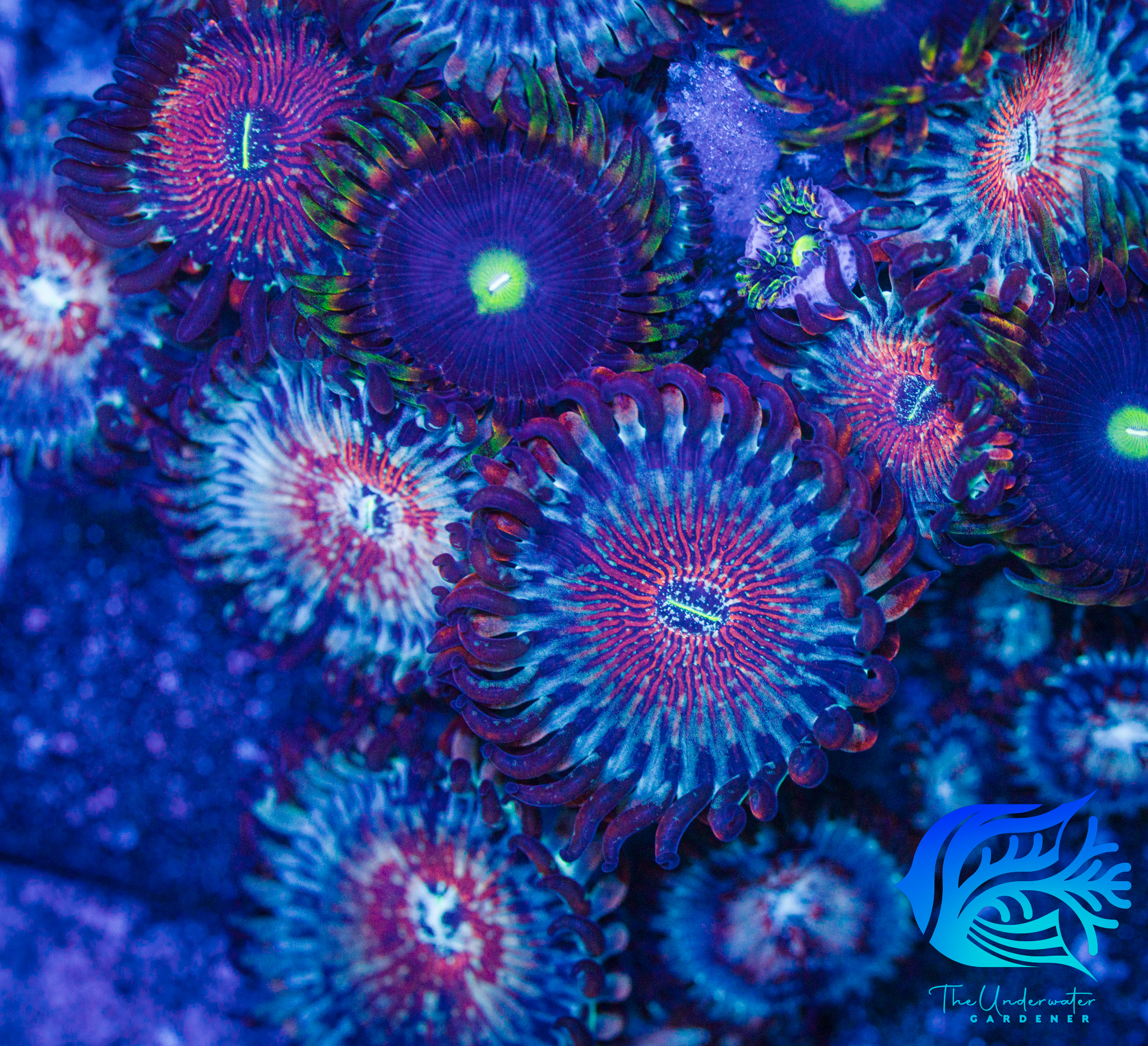 Salted Agave Zoanthids (Zoanthus sp.) - Aquacultured Frag 2 Polyps