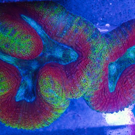 WYSIWYG Ultra Red Green Teal Lobophyllia Colony (Lobophyllia sp.) - 3 Month Quarantine - Premium LPS Centerpiece