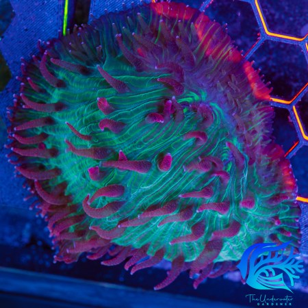 WYSIWYG Ultra Watermelon Diaseris - Aquacultured - Premium LPS Centerpiece XL 3.5"
