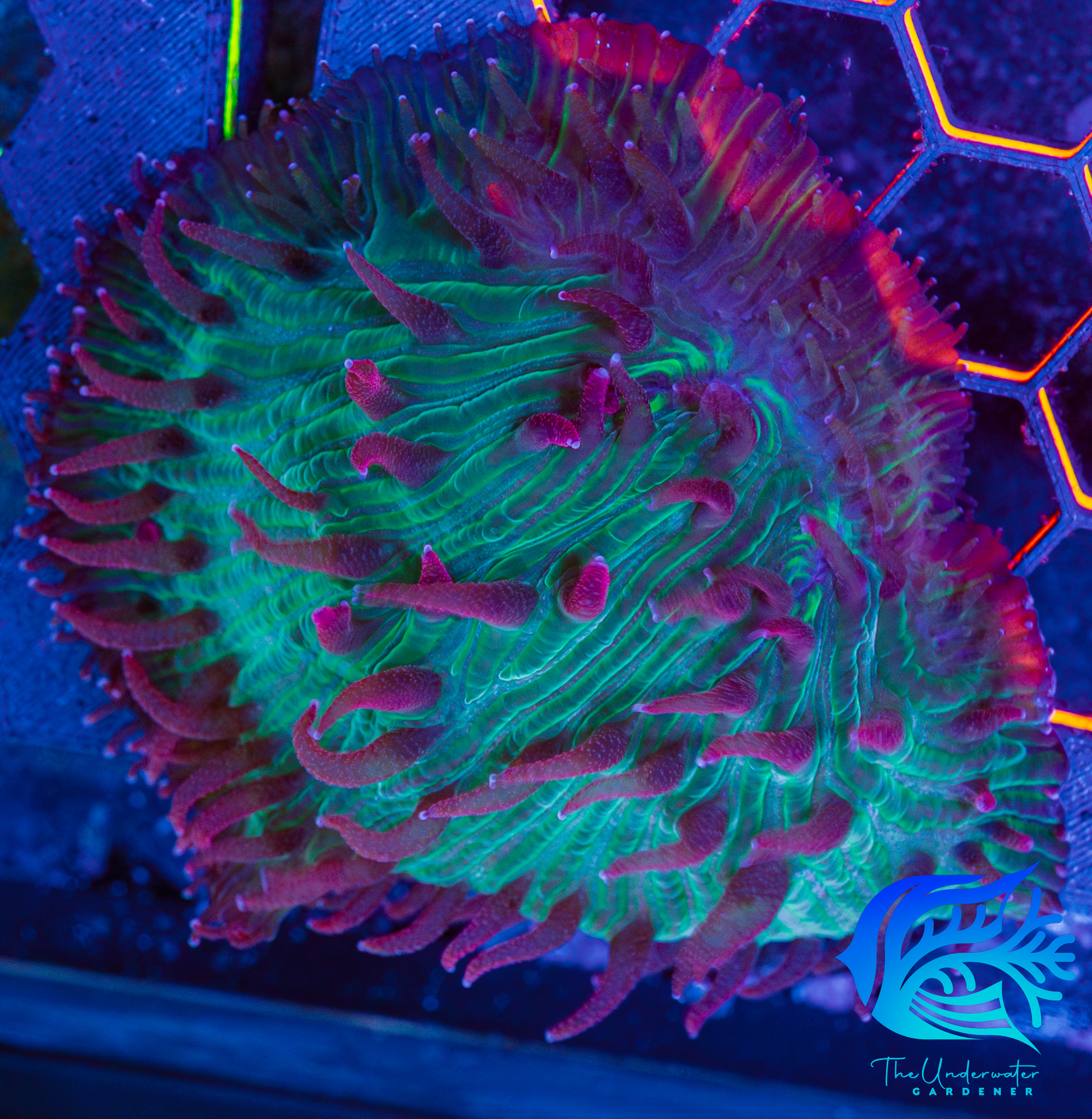 WYSIWYG Ultra Watermelon Diaseris - Aquacultured - Premium LPS Centerpiece XL 3.5"