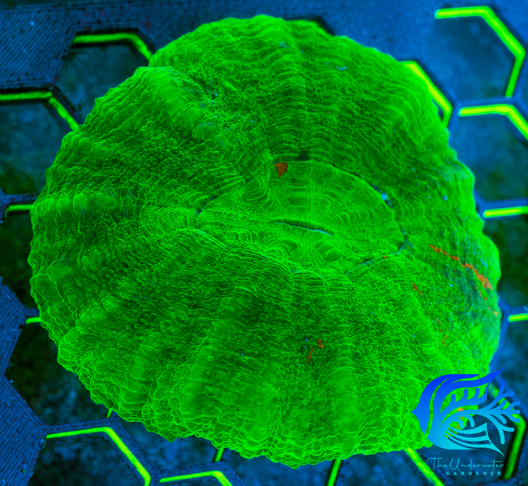 WYSIWYG Ultra Neon Green Scoly (Homophyllia australis) - 3 Month Quarantine - Premium LPS Centerpiece