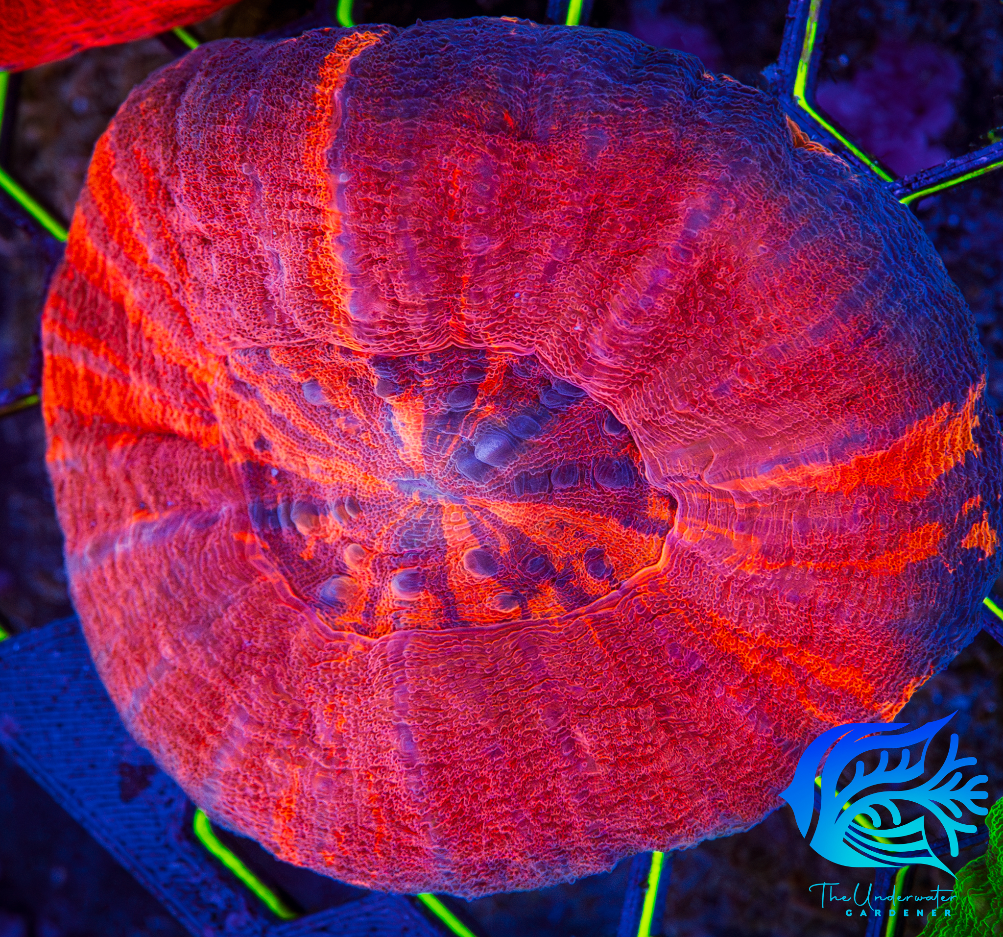 Ultra Blood Orange Red Scoly (Homophyllia australis) - Premium LPS Centerpiece
