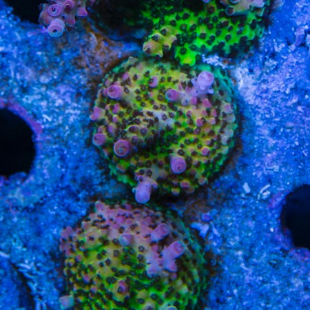 PC Rainbow Acropora (Acropora sp.) - Aquacultured Mini Colony WYSIWYG