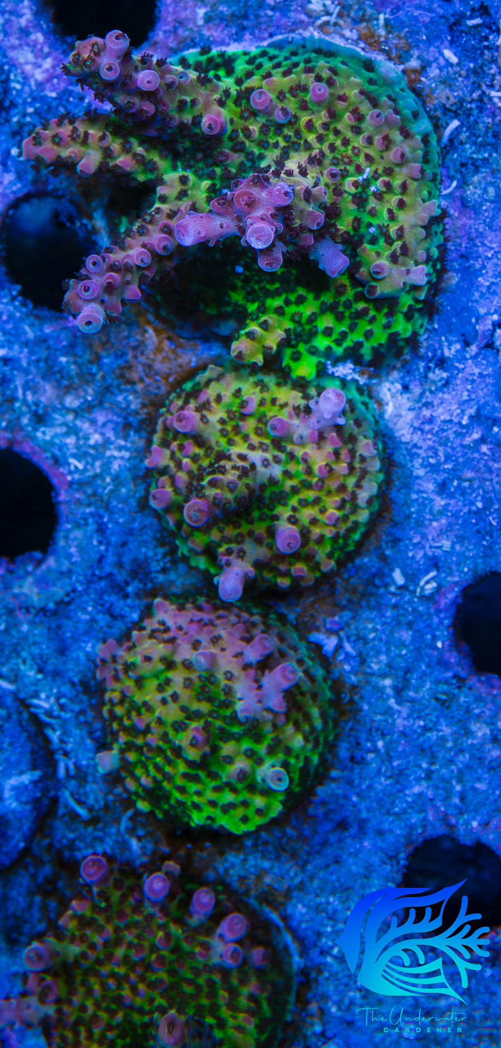 PC Rainbow Acropora (Acropora sp.) - Aquacultured Mini Colony WYSIWYG
