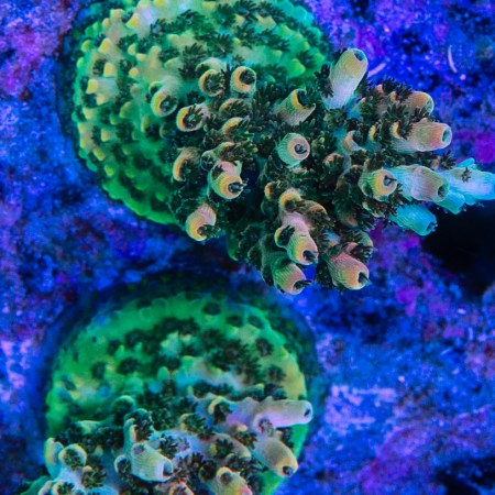 Bill Murray Acropora Mini Colony (Acropora sp.) - Aquacultured