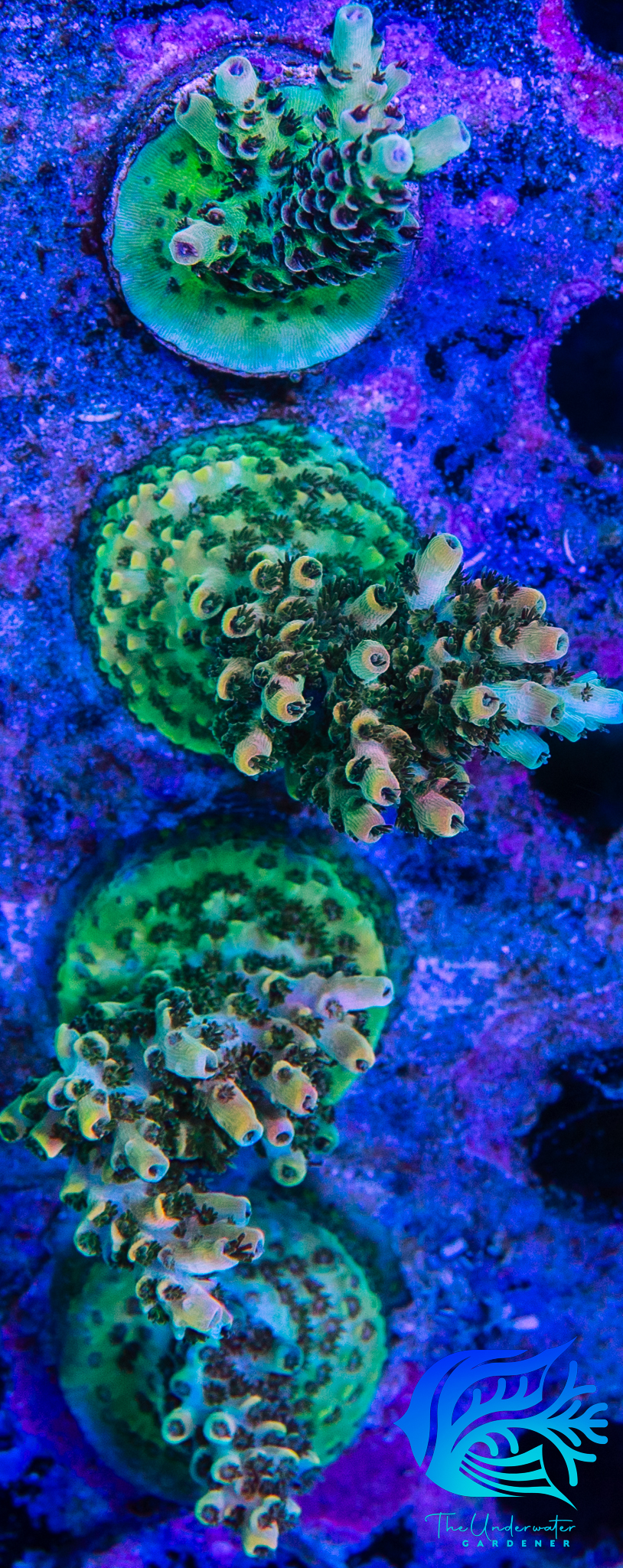 Bill Murray Acropora Mini Colony (Acropora sp.) - Aquacultured