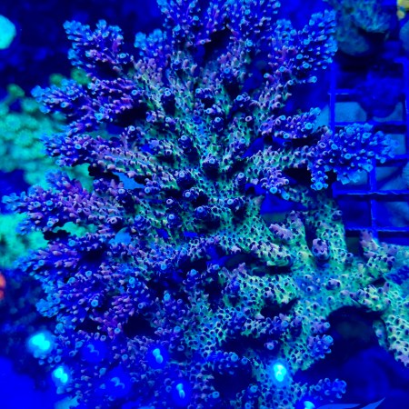 Pink Caddilac Acropora