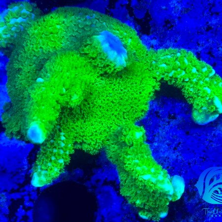 Neon Green Montipora Digitata Aqua-Cultured