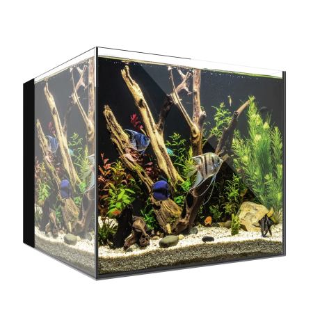 Waterbox AIO 20 CUBE Freshwater Aquarium - The Underwater Gardener, Key West FL