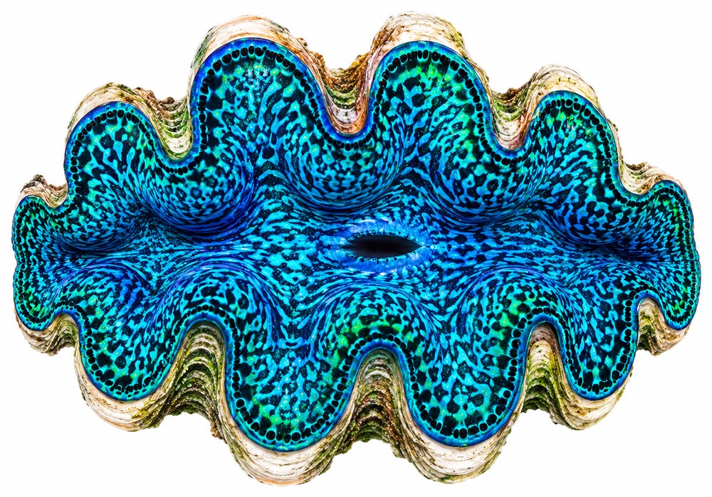 Photographic illustration of a Tridacna giant clam with iridescent blue-green mantle