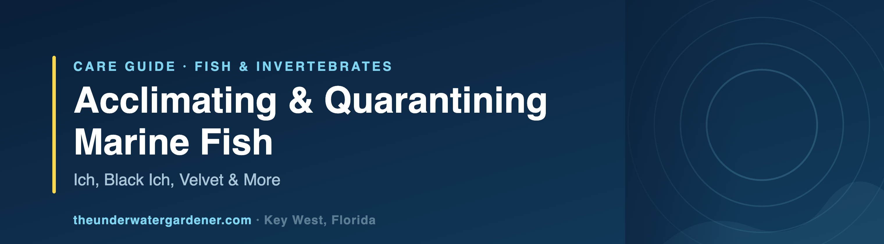 Acclimating & Quarantining Marine Fish: Ich, Black Ich, Velvet & More - care guide from The Underwater Gardener, Key West